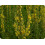 SAFLAX  - Königskerze - Verbascum - 500 Samen 2