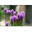 SAFLAX  - Mariendistel - Silybum - 75 Samen - Mit Substrat 8