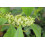SAFLAX  - Mate Teestrauch - Ilex - 10 Samen 2