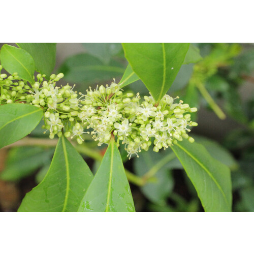 SAFLAX  - Mate Teestrauch - Ilex - 10 Samen - Mit Substrat 2