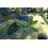 SAFLAX  - Mate Teestrauch - Ilex - 10 Samen - Mit Substrat 6