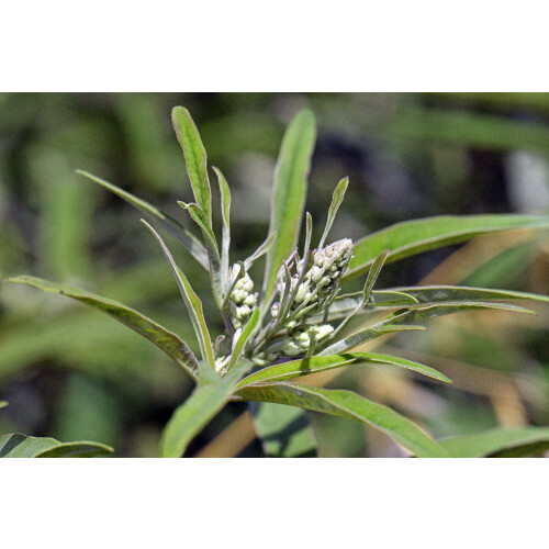 SAFLAX  - Mönchspfeffer - Vitex - 30 Samen - Mit Substrat 2