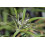 SAFLAX  - Mönchspfeffer - Vitex - 30 Samen 2