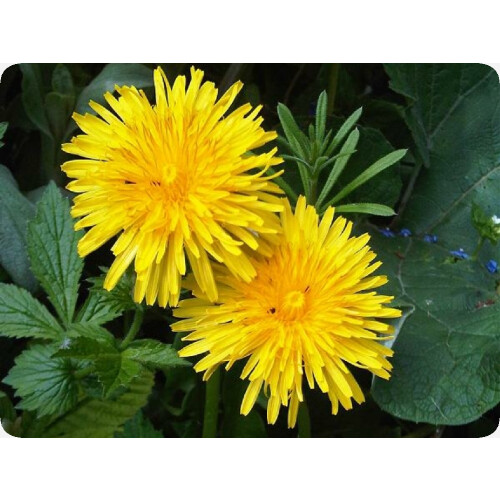SAFLAX  - Löwenzahn - Taraxacum - 200 Samen - Mit Substrat 2