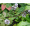 SAFLAX  - Pfefferminze - Mentha - 300 Samen 2