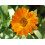 SAFLAX  - Ringelblume - Calendula - 50 Samen 2