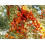 SAFLAX  - Sanddorn - Hippophae - 40 Samen - Mit Substrat 3
