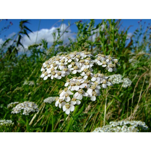 SAFLAX  - Schafgarbe - Achillea - 200 Samen - Mit Substrat 2