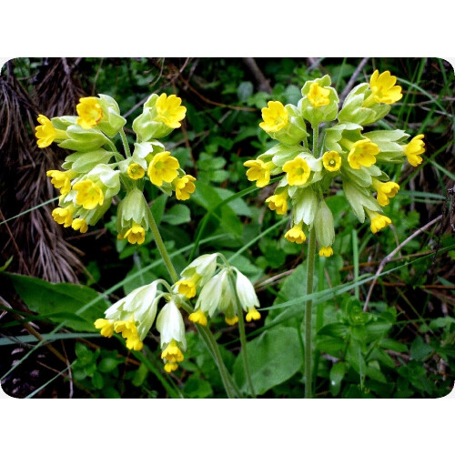 SAFLAX  - Schlüsselblume - Primula - 100 Samen - Mit Substrat 2