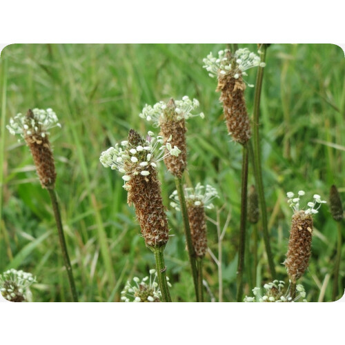 SAFLAX  - Spitzwegerich - Plantago - 100 Samen - Mit Substrat 2