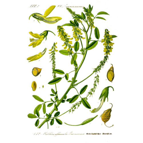 SAFLAX  - Steinklee - Melilotus - 250 Samen 2