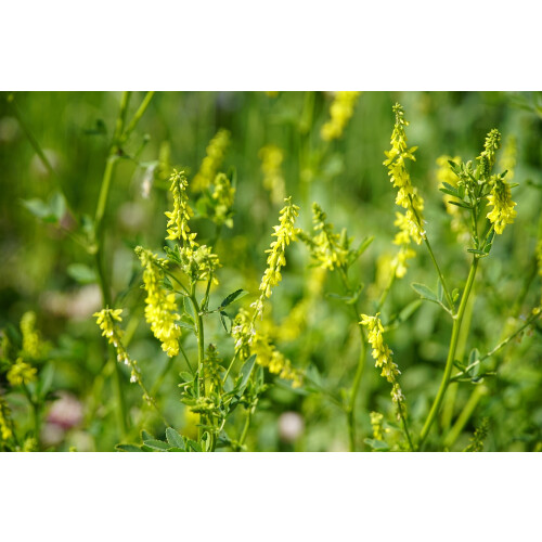 SAFLAX  - Steinklee - Melilotus - 250 Samen 1