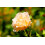 SAFLAX  - Stockrosen - Alcea - 100 Samen 3