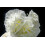 SAFLAX  - Stockrosen - Alcea - 100 Samen 4