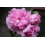 SAFLAX  - Stockrosen - Alcea - 100 Samen - Mit Substrat 7