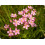 SAFLAX - Centáurea menor - 250 semillas - Con sustrato - Centaurium 3
