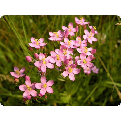 SAFLAX - Centáurea menor - 250 semillas - Con sustrato - Centaurium 2