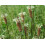 SAFLAX  - Spitzwegerich - Plantago - 100 Samen 2