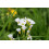 SAFLAX - Cuckooflower - 100 seeds - Cardamine pratensis 2