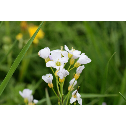 SAFLAX - Cuckooflower - 100 seeds - Cardamine pratensis 1