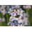 SAFLAX - Cuckooflower - 100 seeds - Cardamine pratensis 7