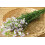 SAFLAX - Cuckooflower - 100 seeds - Cardamine pratensis 5