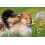 SAFLAX - Cuckooflower - 100 seeds - Cardamine pratensis 3