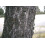 SAFLAX  - Himalaya Zeder - Cedrus - 35 Samen - Mit Substrat 7