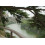 SAFLAX  - Himalaya Zeder - Cedrus - 35 Samen - Mit Substrat 4