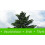 SAFLAX  - Himalaya Zeder - Cedrus - 35 Samen - Mit Substrat 8