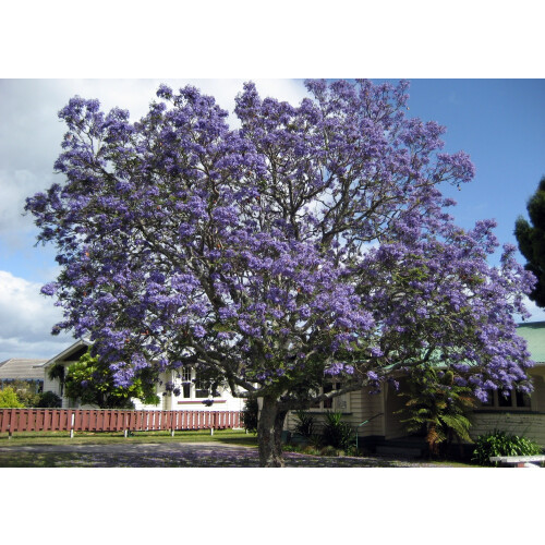 SAFLAX  - Jacaranda - Jacaranda - 50 Samen 2