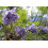SAFLAX  - Jacaranda - Jacaranda - 50 Samen 5