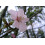 SAFLAX  - Blütenkirsche - Prunus - 30 Samen - Mit Substrat 3