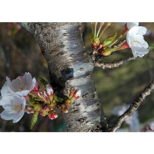 SAFLAX  - Blütenkirsche - Prunus - 30 Samen 2