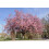 SAFLAX  - Blütenkirsche - Prunus - 30 Samen - Mit Substrat 7