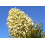 SAFLAX  - Joshua Tree - Yucca - 10 Samen - Mit Substrat 7