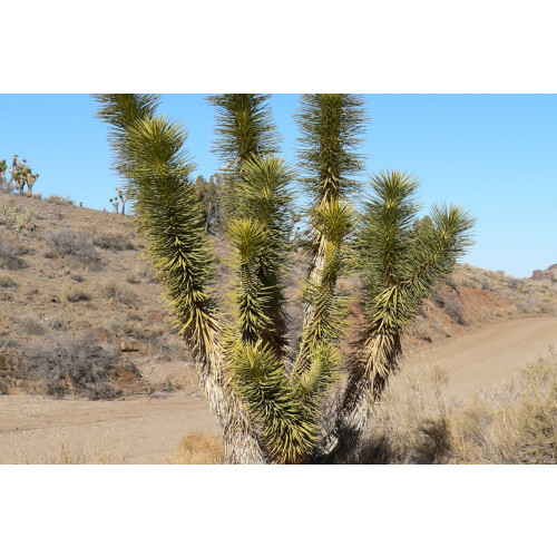 SAFLAX  - Joshua Tree - Yucca - 10 Samen 2
