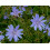 SAFLAX  - Wegwarte - Cichorium - 250 Samen 2