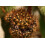 SAFLAX - Cactus nain argentin - 40 graines - Rebutia / Mix 3