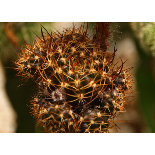 SAFLAX - Cactus nain argentin - 40 graines - Rebutia / Mix 2