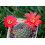 SAFLAX - Cactus nain argentin - 40 graines - Rebutia / Mix 7