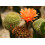SAFLAX - Cactus nain argentin - 40 graines - Rebutia / Mix 2