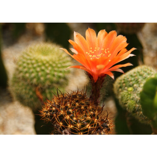 SAFLAX - Cactus nain argentin - 40 graines - Rebutia / Mix 1
