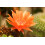 SAFLAX - Cactus nain argentin - 40 graines - Rebutia / Mix 4