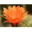 SAFLAX - Cactus nain argentin - 40 graines - Rebutia / Mix 5