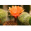 SAFLAX - Cactus nain argentin - 40 graines - Rebutia / Mix 6