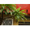 SAFLAX  - Madagascarpalme - Pachypodium - 10 Samen 3