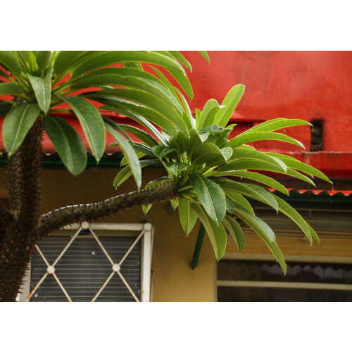 SAFLAX  - Madagascarpalme - Pachypodium - 10 Samen 2