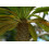 SAFLAX  - Madagascarpalme - Pachypodium - 10 Samen 5