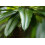 SAFLAX  - Madagascarpalme - Pachypodium - 10 Samen 7